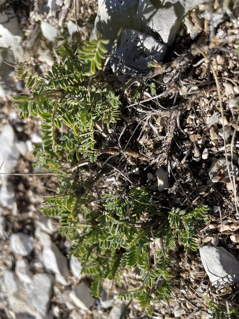 Astragalus sempervirens photo 3
