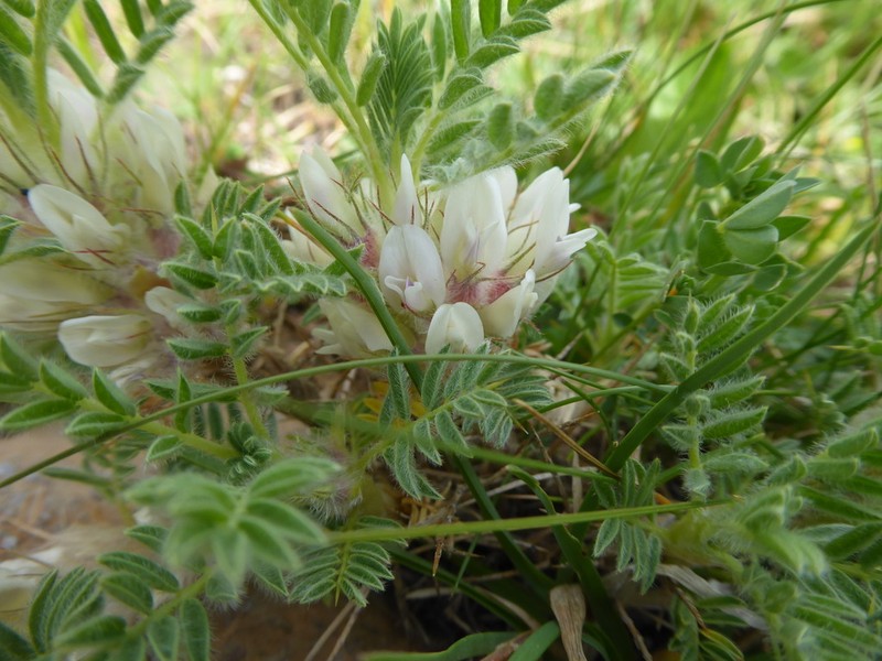 Astragalus sempervirens photo 4