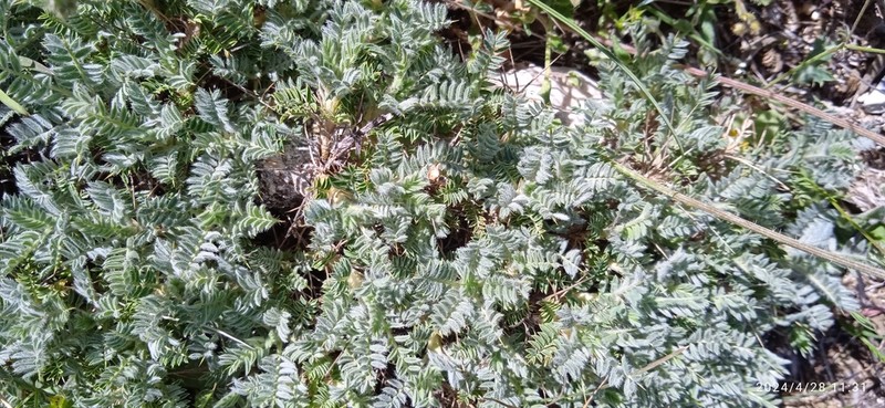 Astragalus sempervirens photo 5