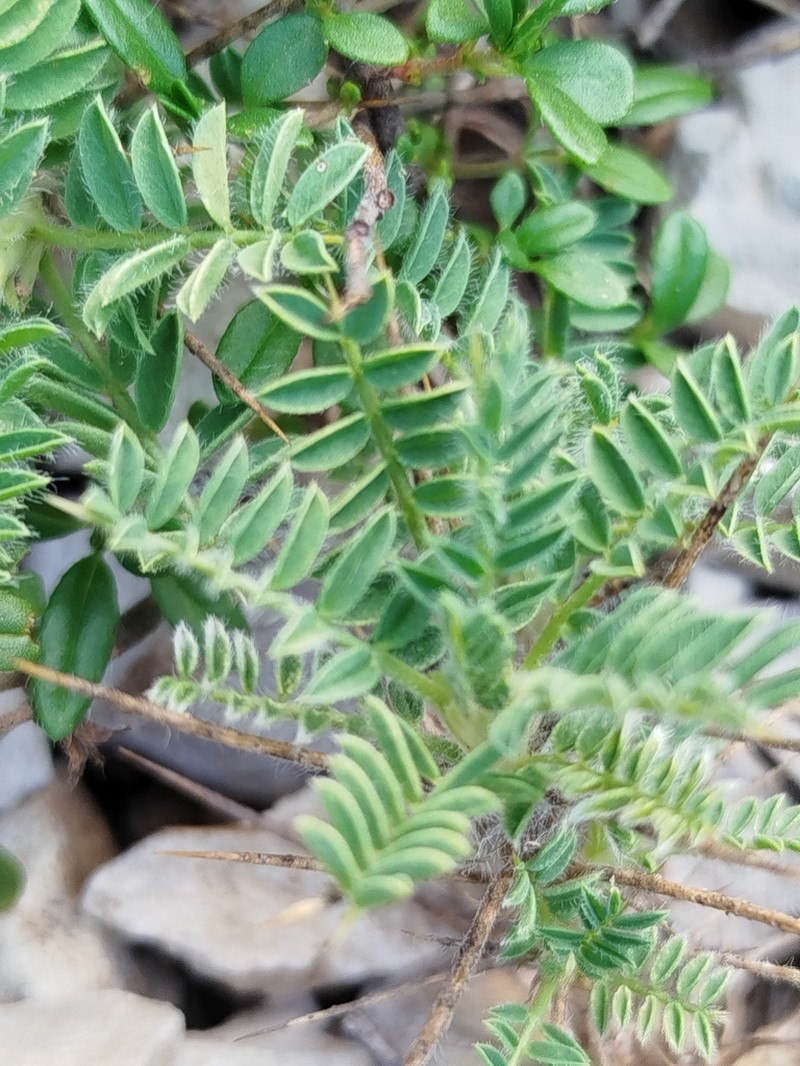 Astragalus sempervirens photo 6