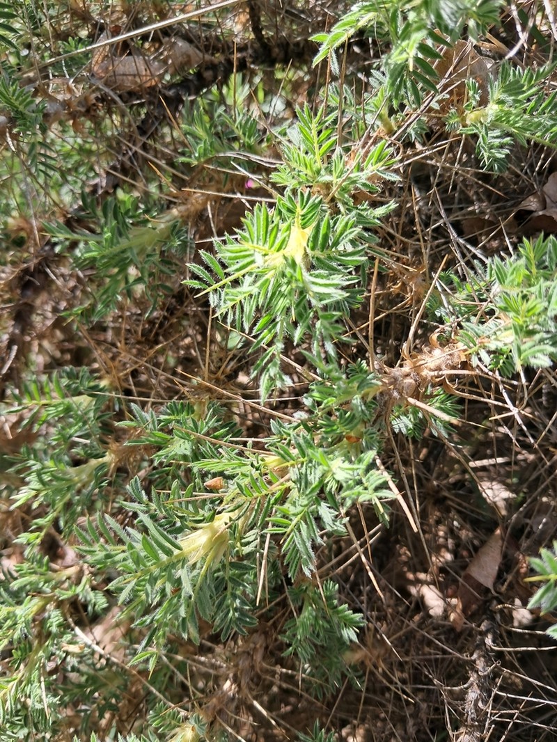 Astragalus sempervirens photo 7