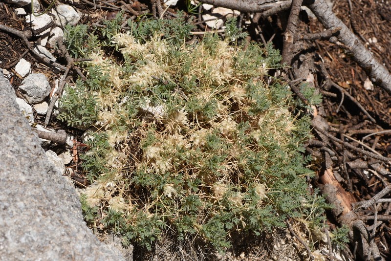 Astragalus sempervirens photo 8