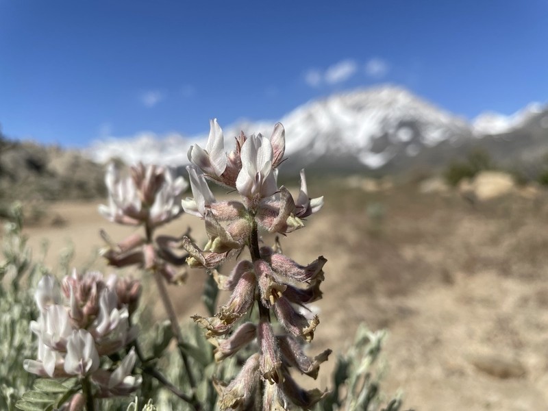 Lone Pine Milkvetch