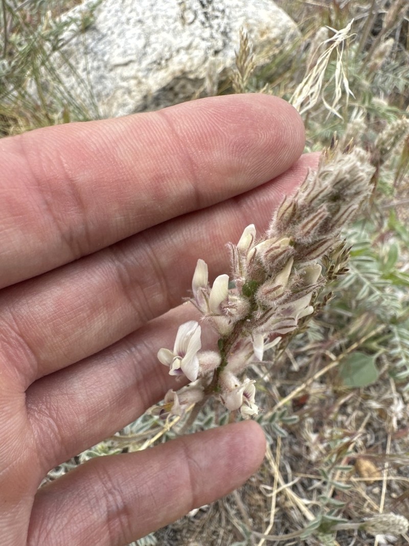 Lone Pine Milkvetch photo 2