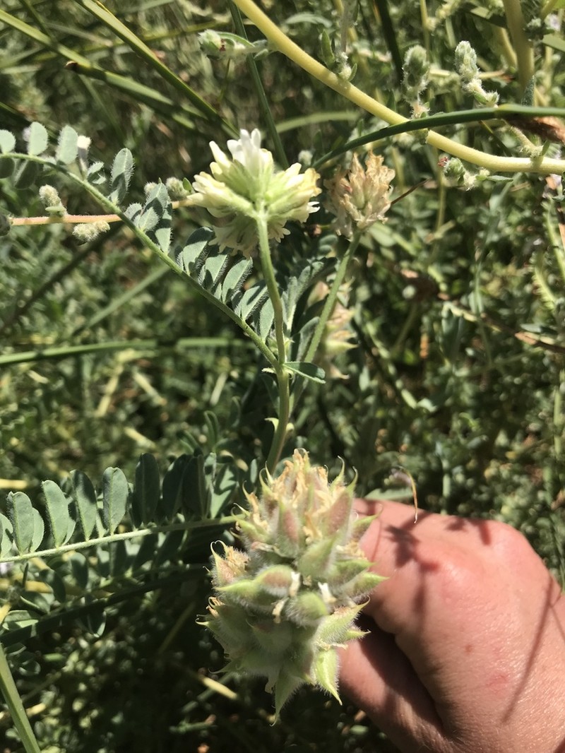 Lone Pine Milkvetch photo 3