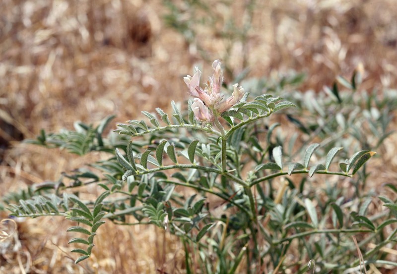Lone Pine Milkvetch photo 4