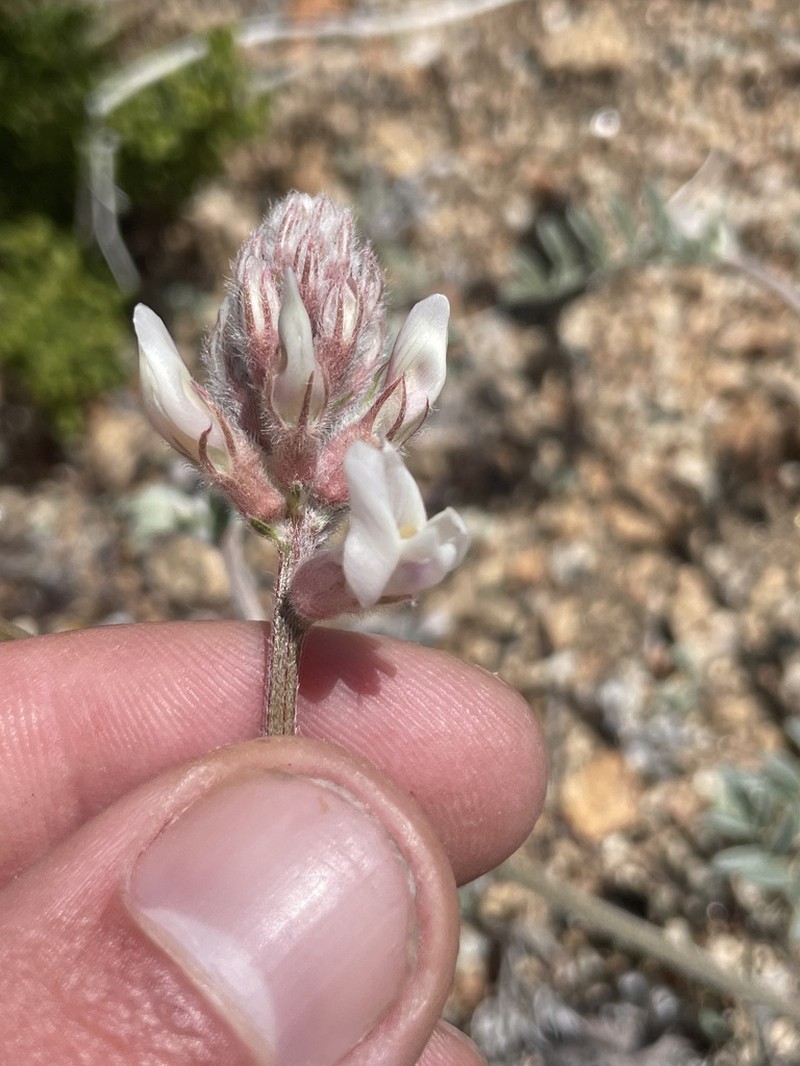 Lone Pine Milkvetch photo 5