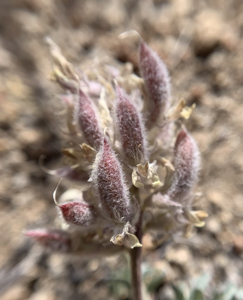 Lone Pine Milkvetch photo 6