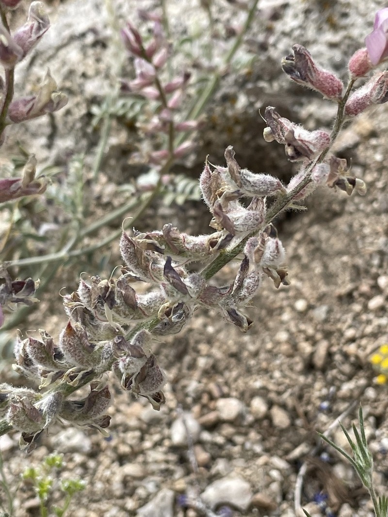 Lone Pine Milkvetch photo 7