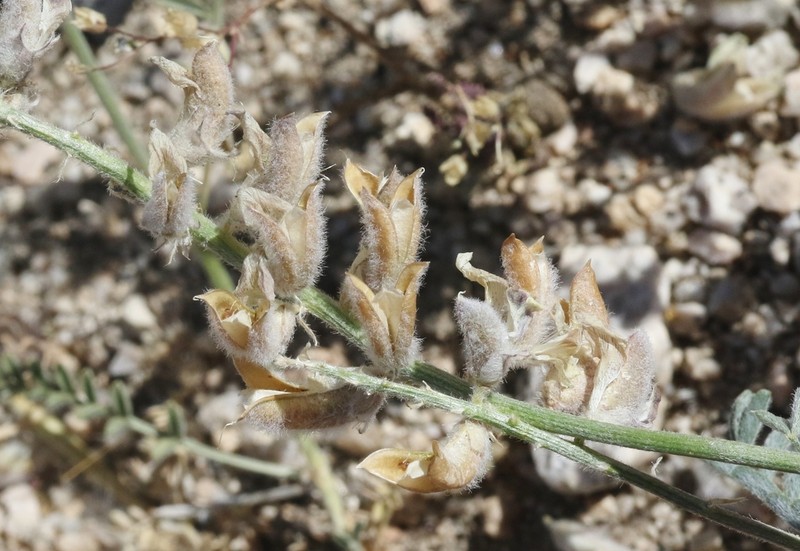 Lone Pine Milkvetch photo 8