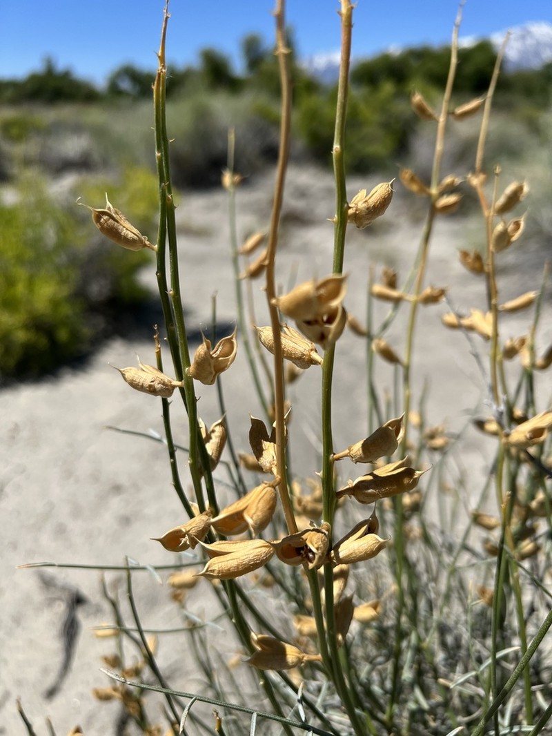 Naked Milkvetch