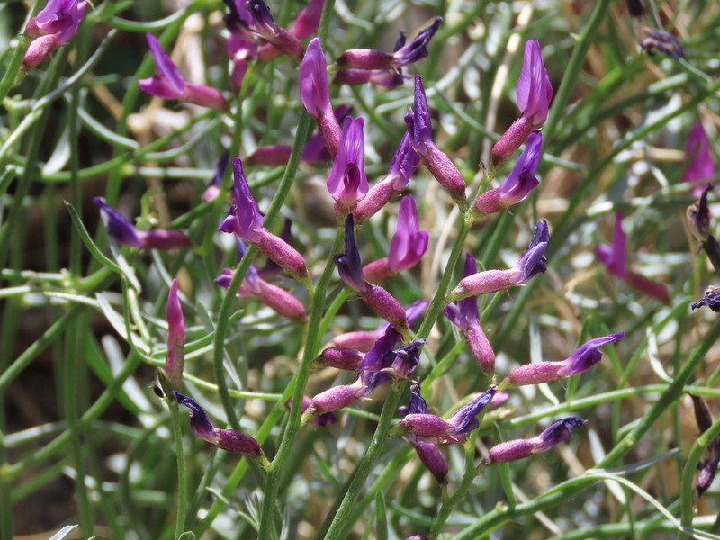 Naked Milkvetch photo 3