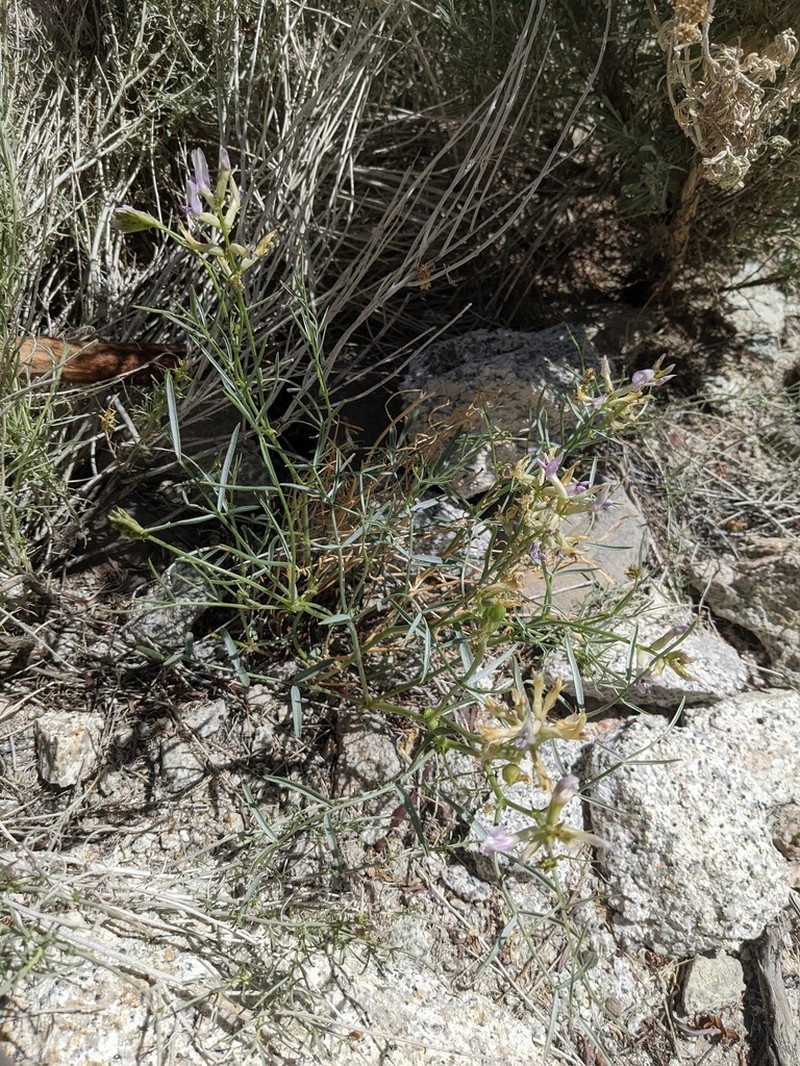 Naked Milkvetch photo 6