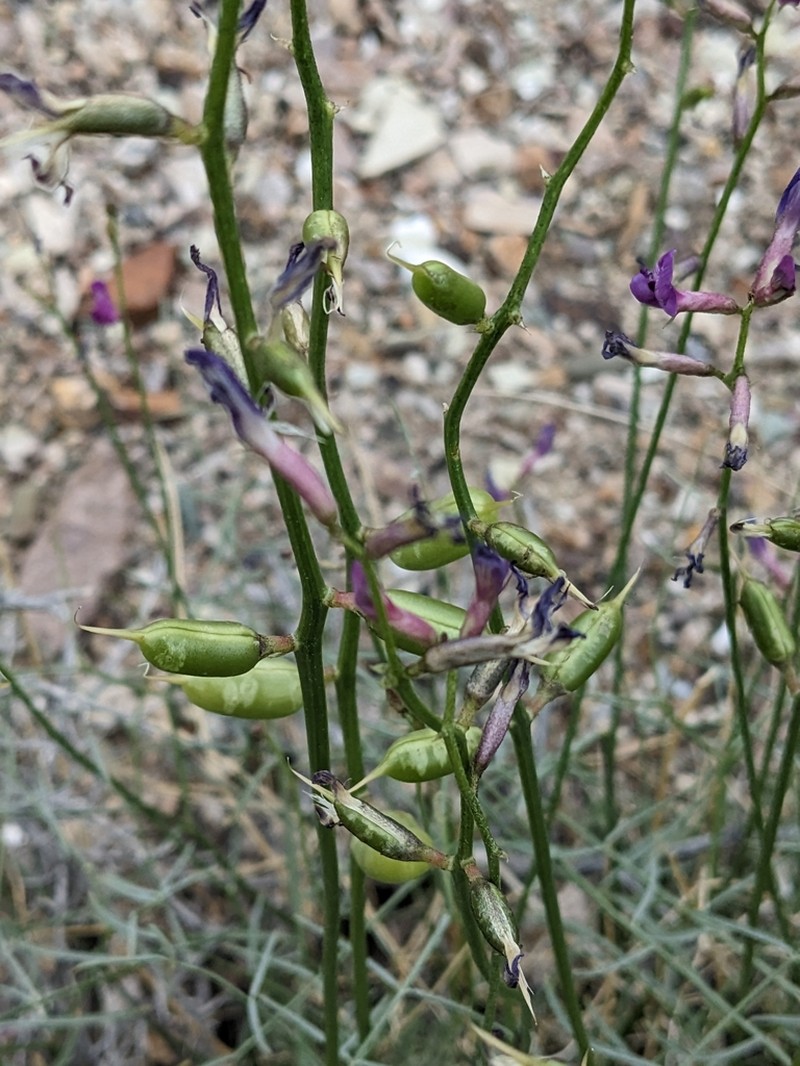 Naked Milkvetch photo 7