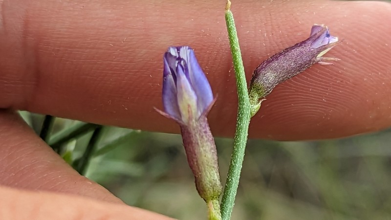 Naked Milkvetch photo 8