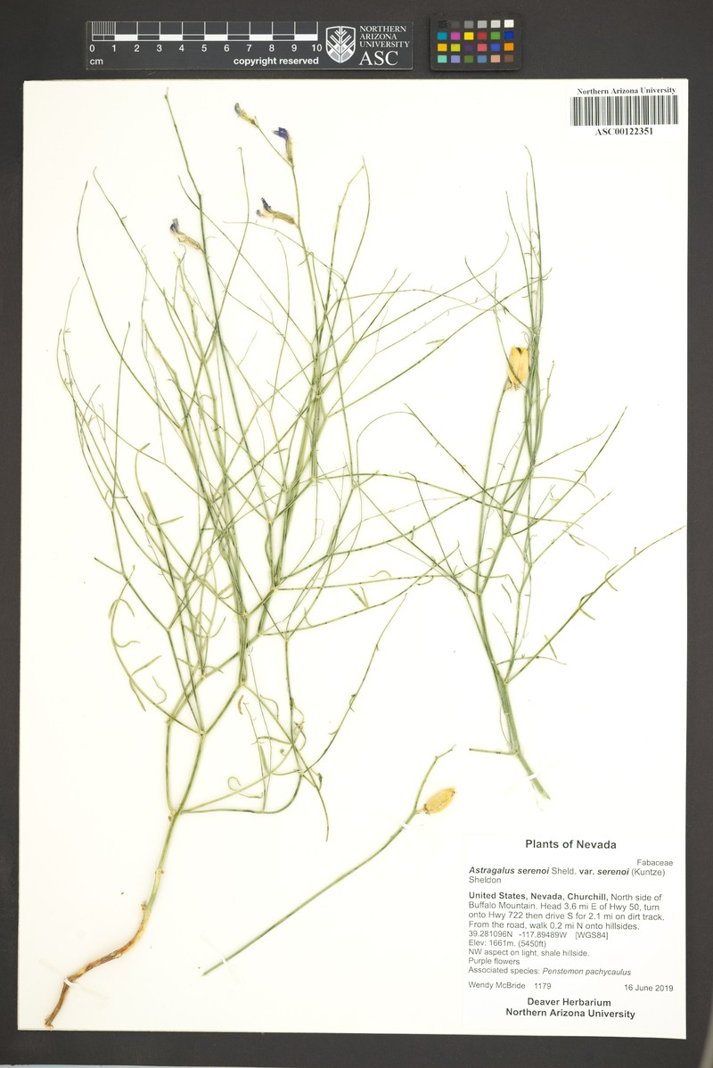 Astragalus serenoi var. serenoi