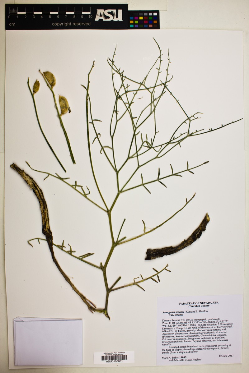 Astragalus serenoi var. serenoi photo 3