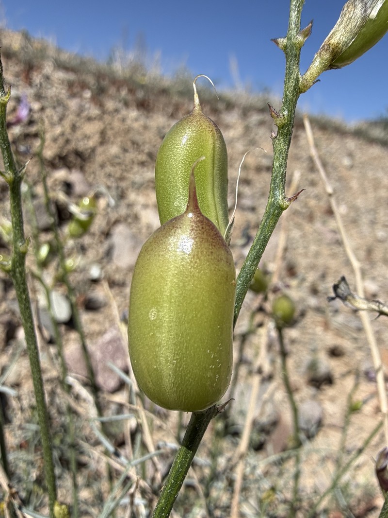 Astragalus serenoi var. shockleyi