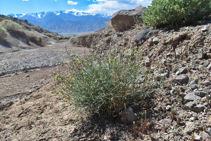 Astragalus serenoi var. shockleyi photo 2