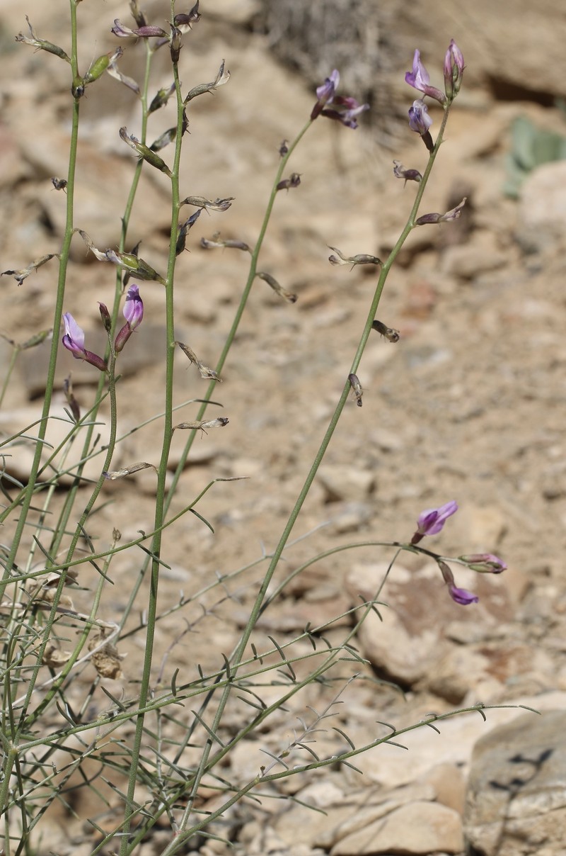 Astragalus serenoi var. shockleyi photo 3