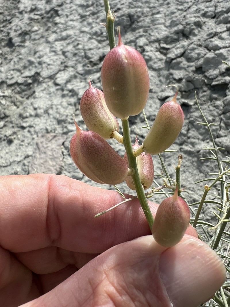 Astragalus serenoi var. shockleyi photo 4