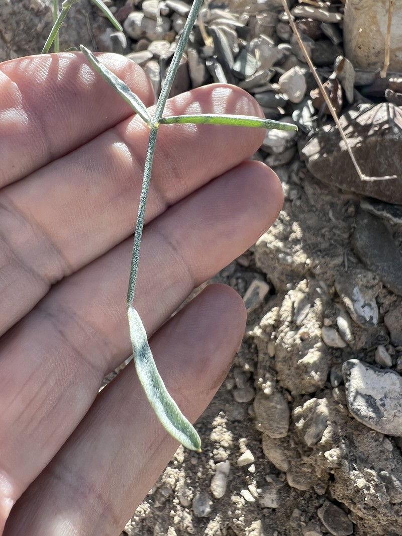 Astragalus serenoi var. shockleyi photo 5