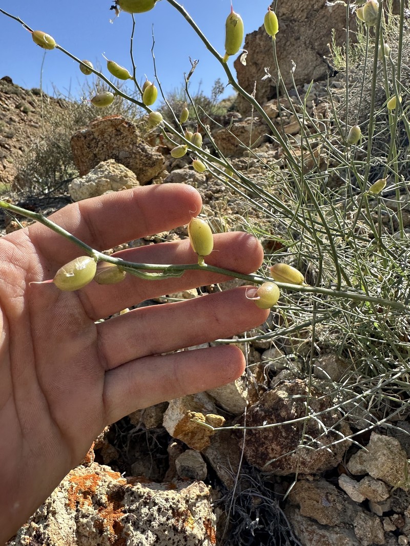 Astragalus serenoi var. shockleyi photo 8