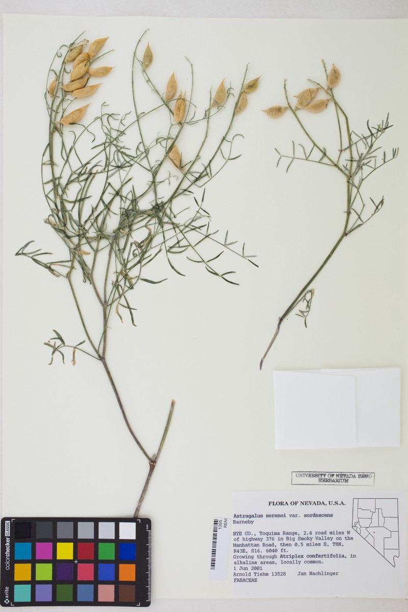 Astragalus serenoi var. sordescens