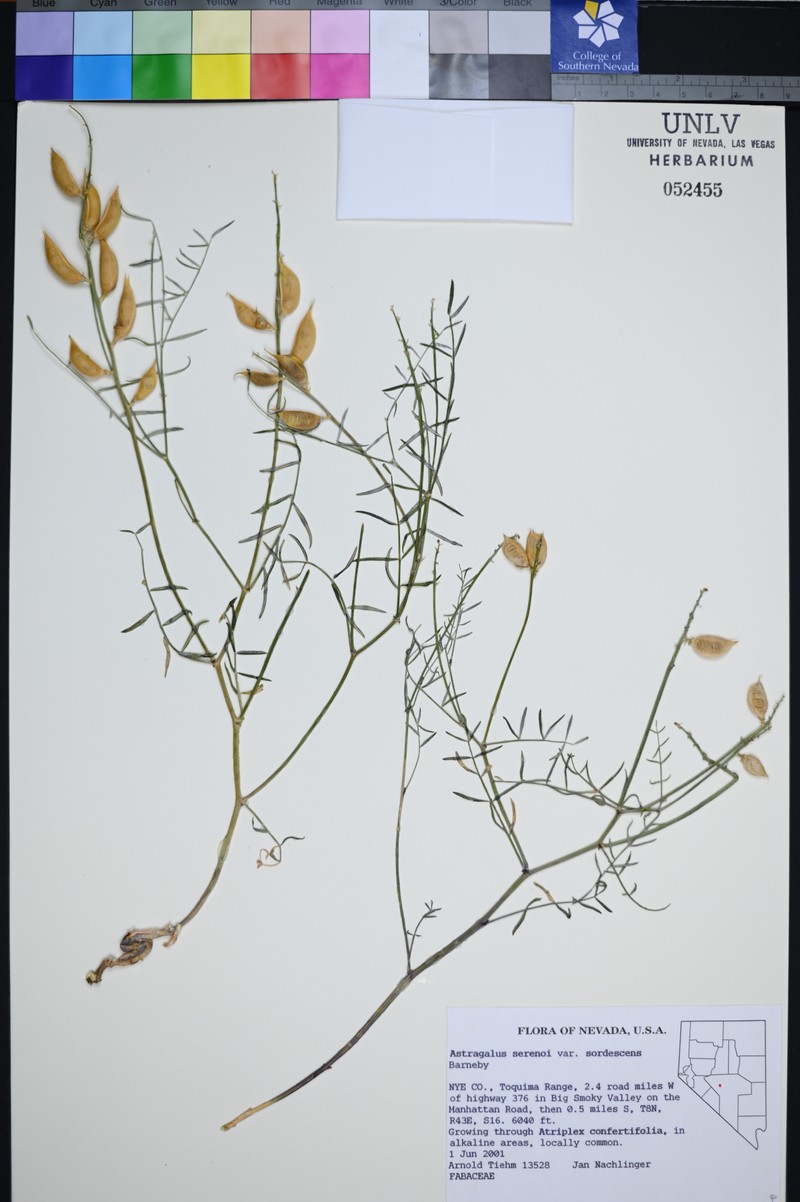 Astragalus serenoi var. sordescens photo 2