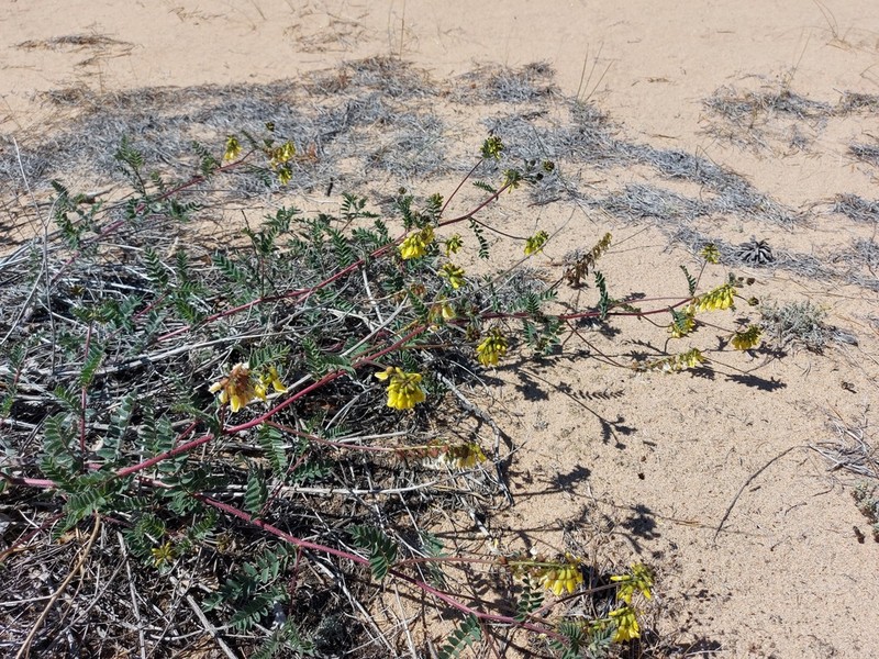Astragalus sericeocanus