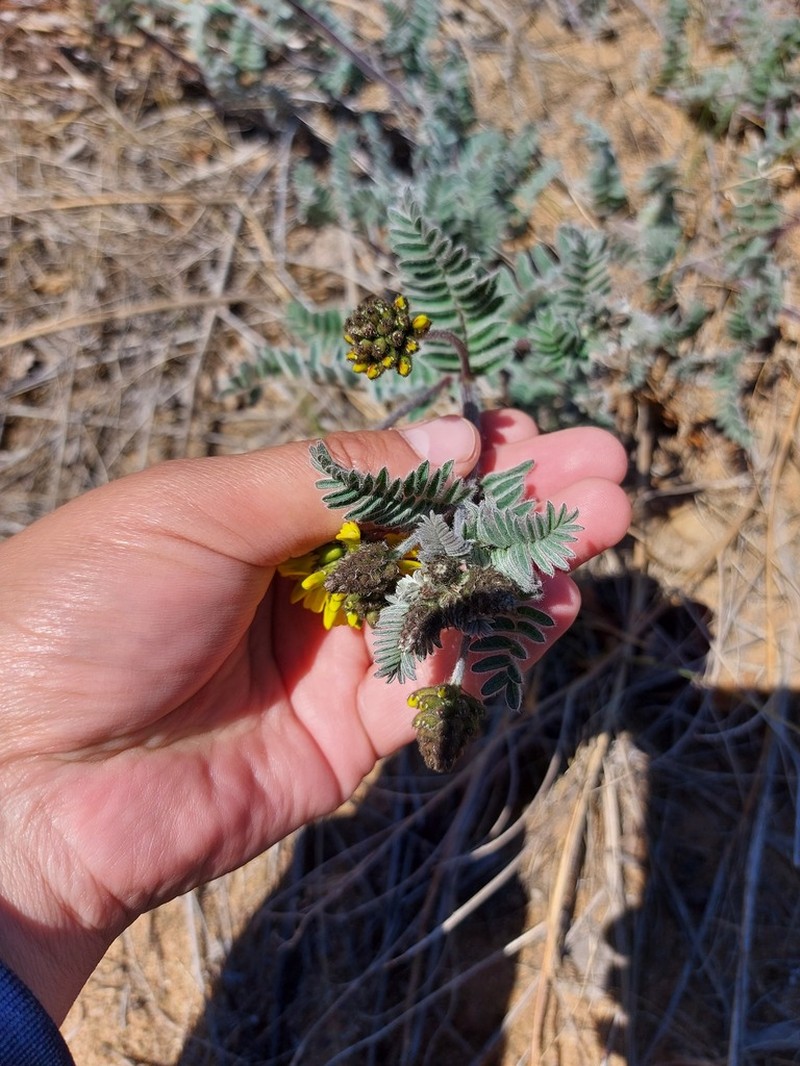 Astragalus sericeocanus photo 2