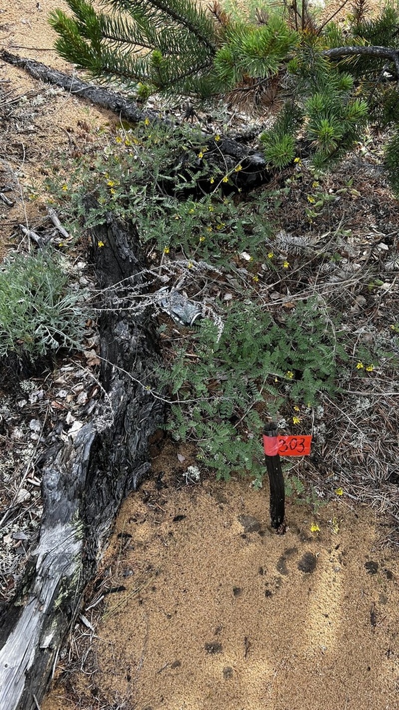 Astragalus sericeocanus photo 3