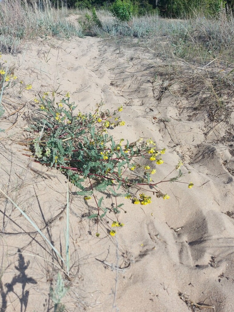 Astragalus sericeocanus photo 4