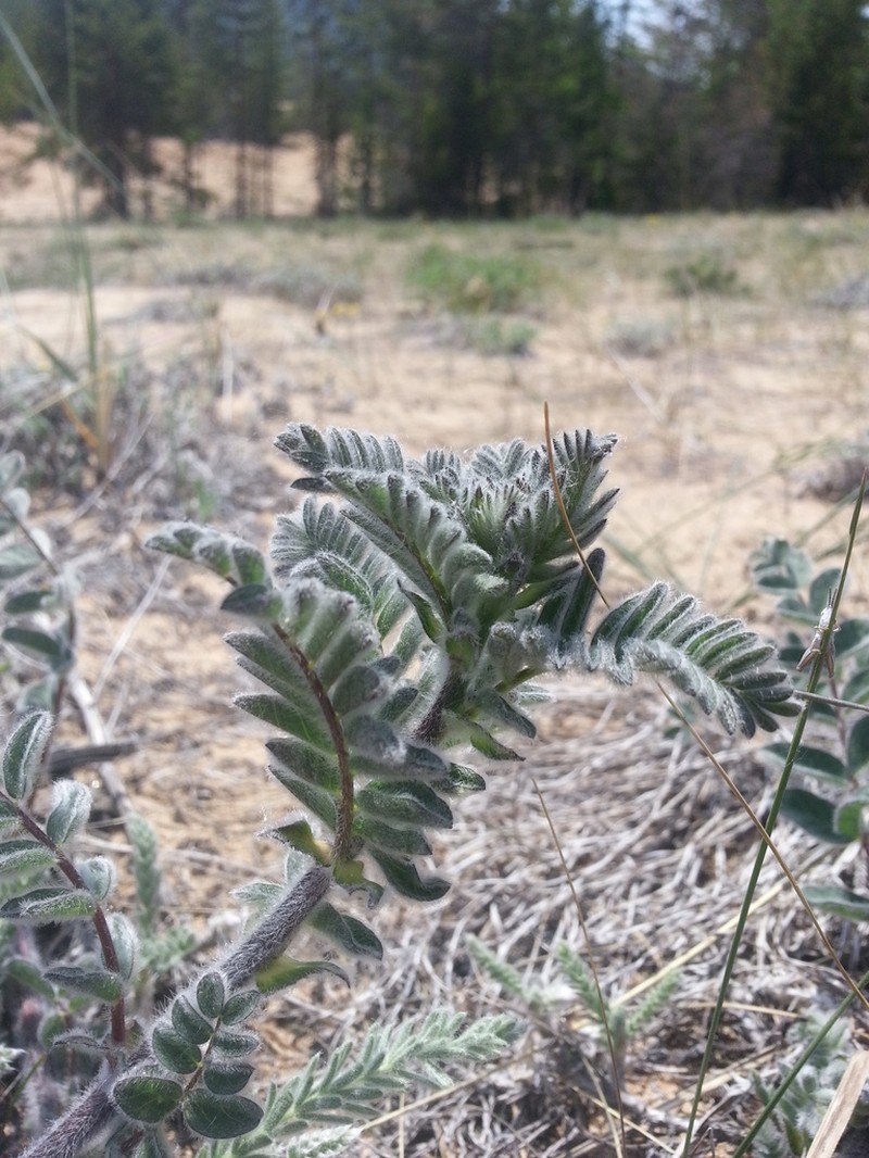 Astragalus sericeocanus photo 6