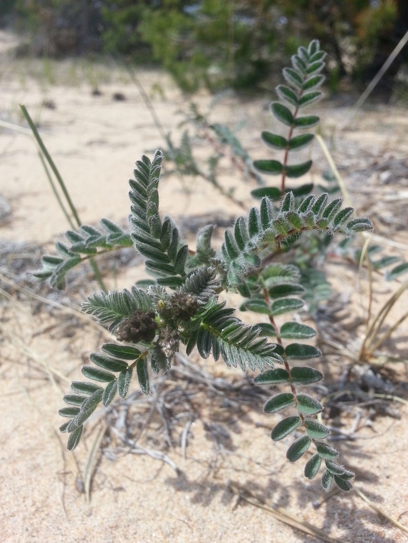 Astragalus sericeocanus photo 7