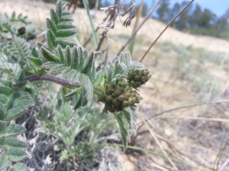 Astragalus sericeocanus photo 8