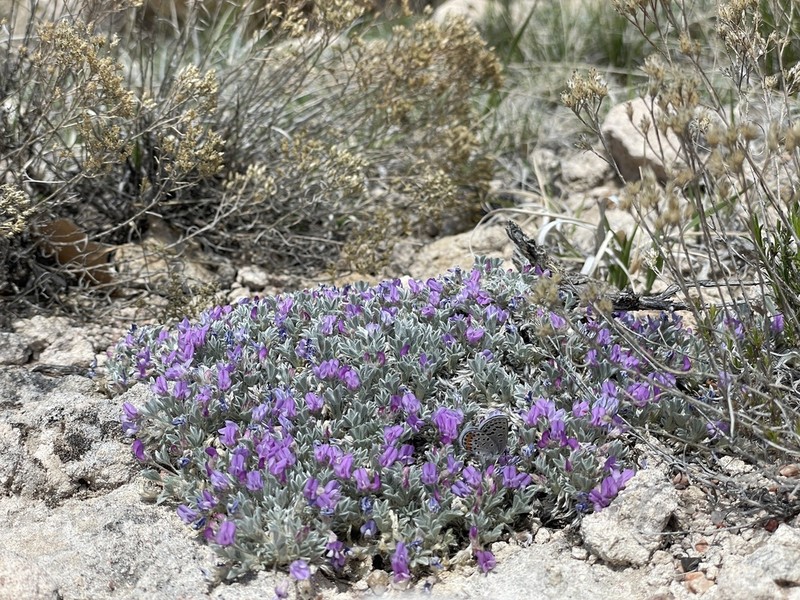 Silky Milkvetch photo 2