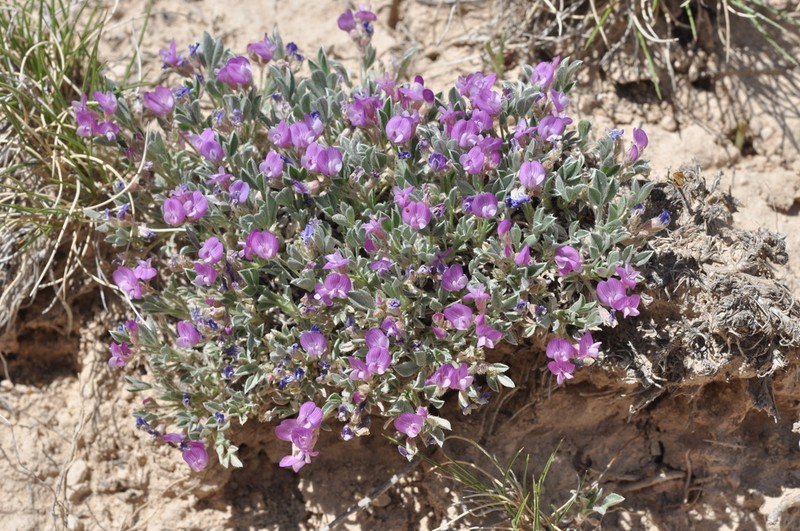 Silky Milkvetch photo 5