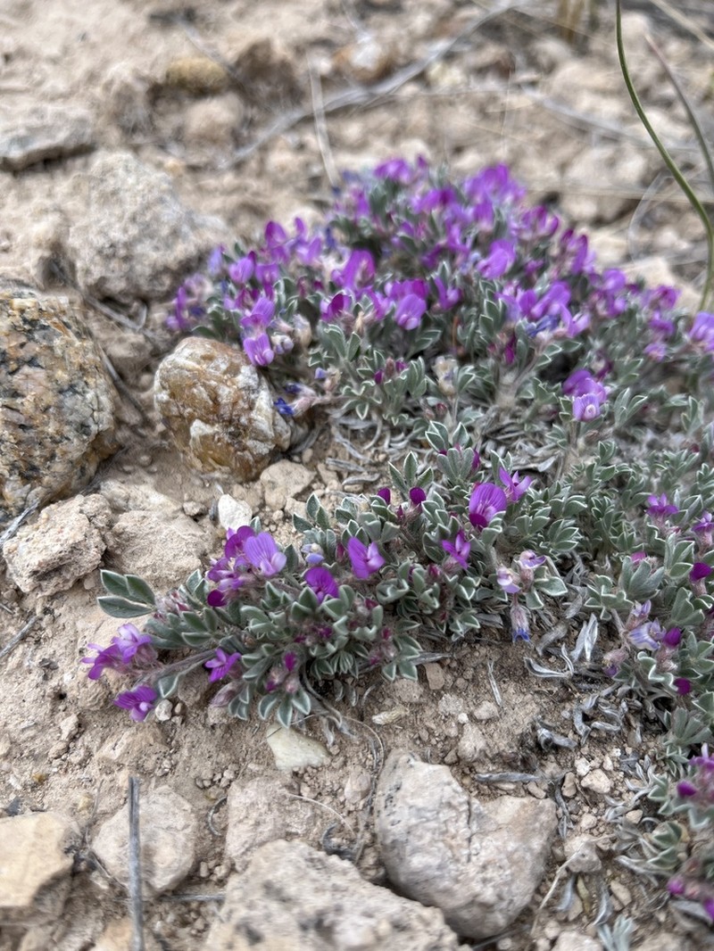 Silky Milkvetch photo 6