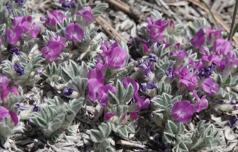 Silky Milkvetch photo 8