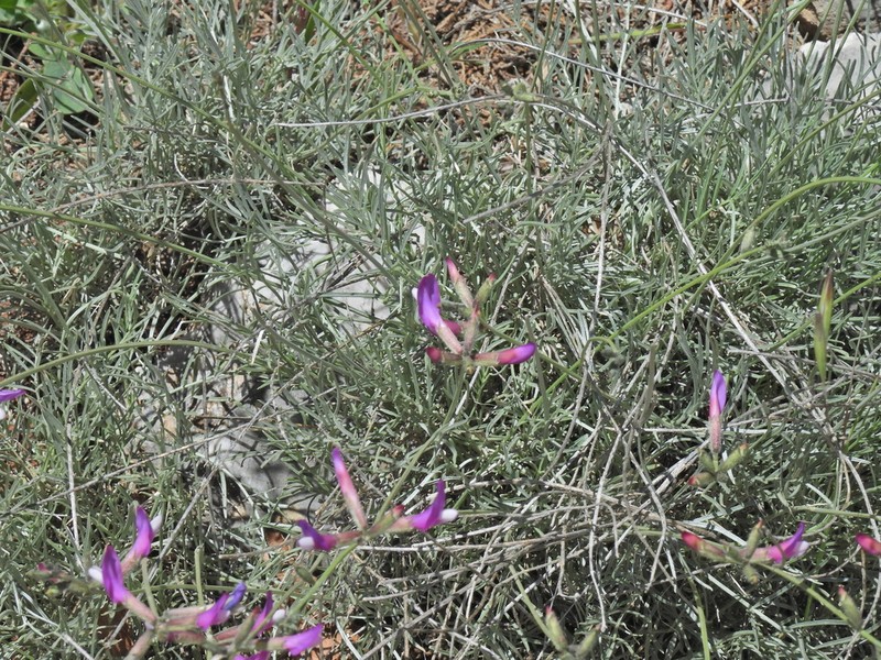 Astragalus sericophyllus