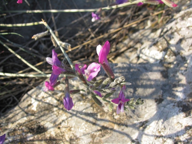 Astragalus sericophyllus photo 2