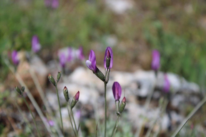 Astragalus sericophyllus photo 3