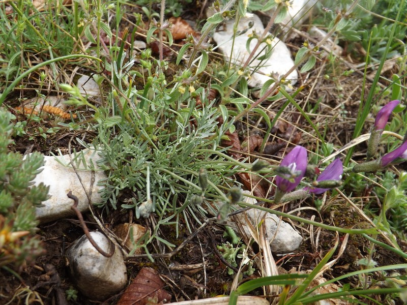 Astragalus sericophyllus photo 4