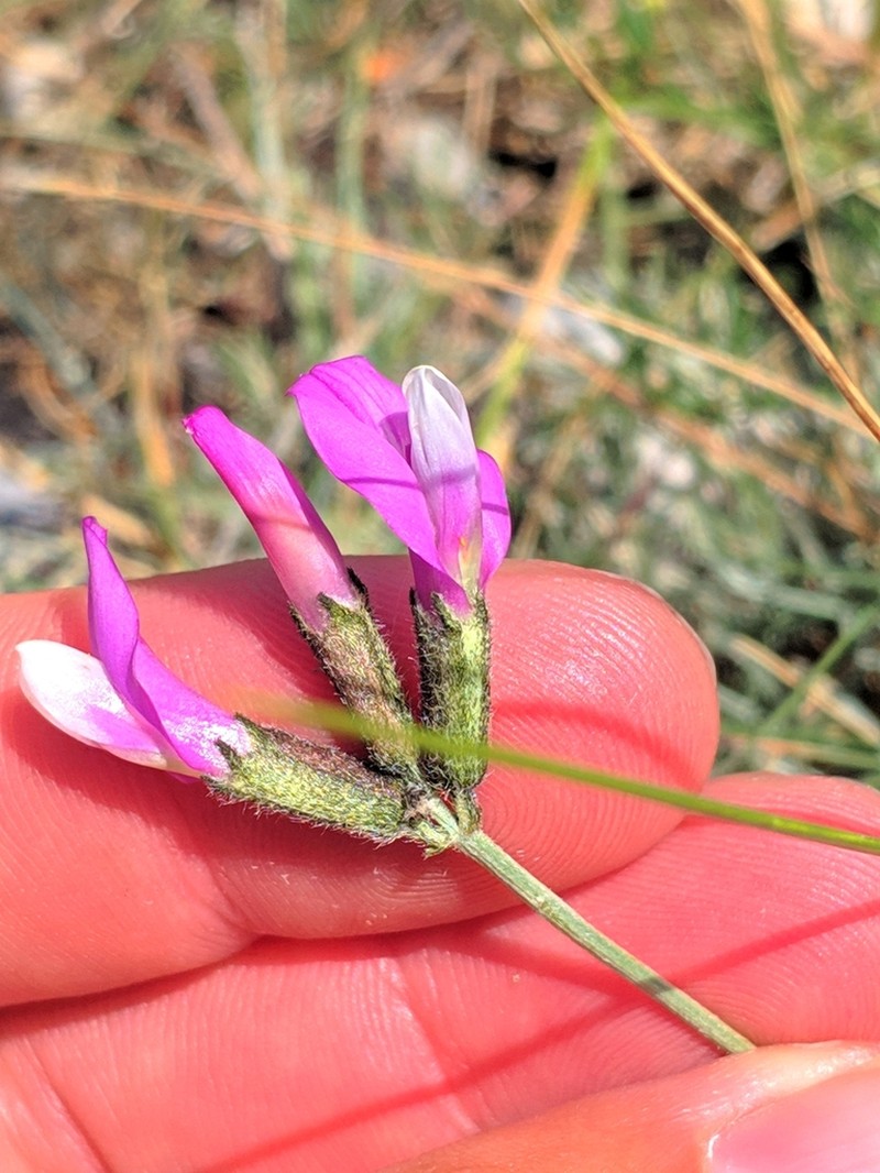 Astragalus sericophyllus photo 5