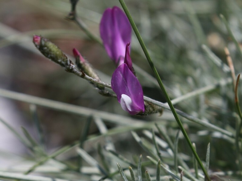 Astragalus sericophyllus photo 6
