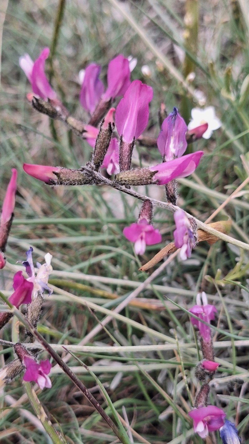 Astragalus sericophyllus photo 7