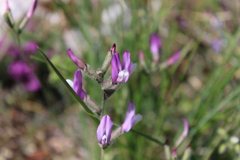 Astragalus sericophyllus photo 8
