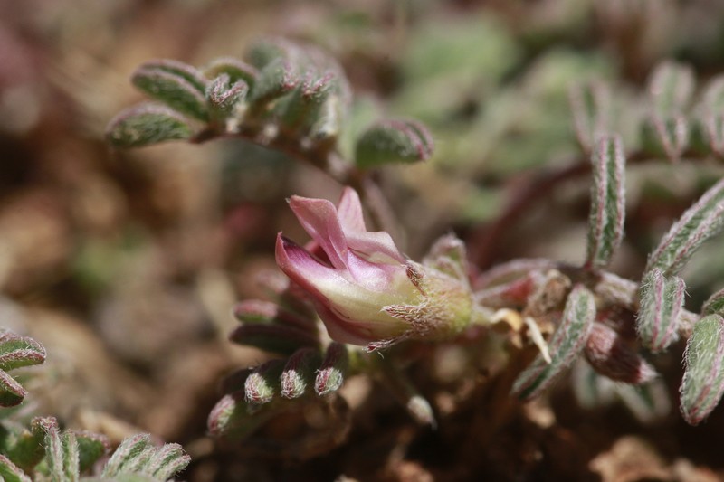 Plateau Milkvetch photo 3