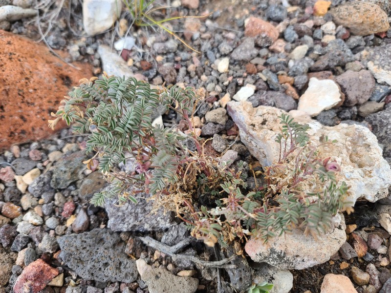Plateau Milkvetch photo 4